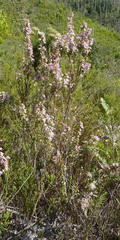 Erica glomiflora glomiflora