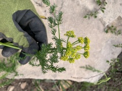 Lomatium grayi