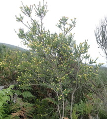 Penaea cneorum cneorum