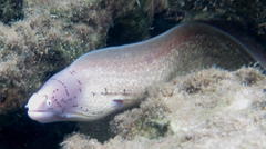 Gymnothorax griseus