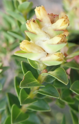 Penaea cneorum (Penaea cneorum)