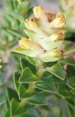 Penaea cneorum cneorum