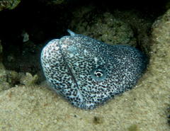 Gymnothorax pictus