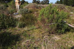 Aspalathus retroflexa