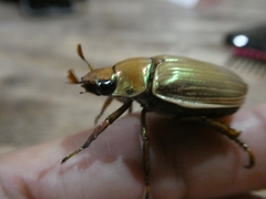 Pelidnota virescens