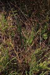 Aspalathus retroflexa