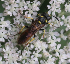 Tenthredo marginella
