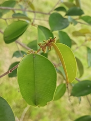 Chrysophyllum mexicanum