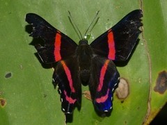 Ancyluris etias