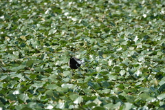 Hydrophasianus chirurgus