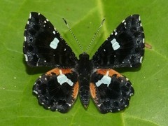 Calydna sturnula