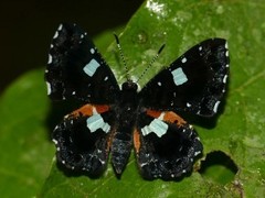 Calydna sturnula