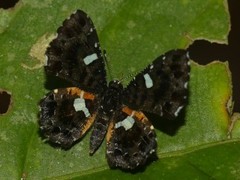Calydna sturnula