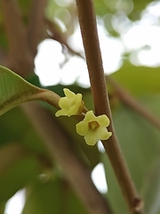 Chrysophyllum mexicanum