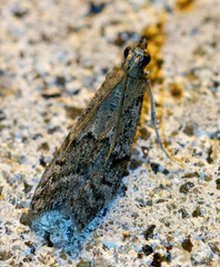 Oreana unicolorella