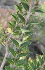 Penaea cneorum cneorum