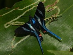 Rhetus arcius