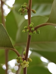 Chrysophyllum mexicanum