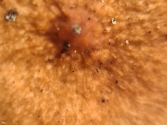 Lactarius tabidus