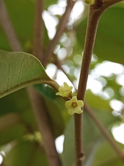 Chrysophyllum mexicanum