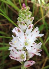 Lachenalia contaminata