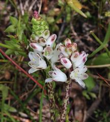 Lachenalia contaminata