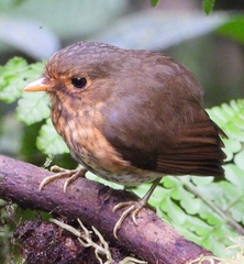 Grallaricula flavirostris