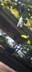 Chrysopa nigricornis