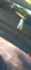 Chrysopa nigricornis