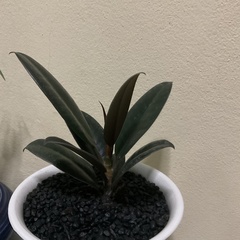 Ficus elastica