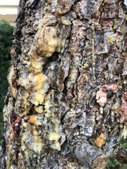Matsucoccus feytaudi