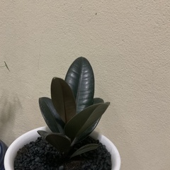 Ficus elastica