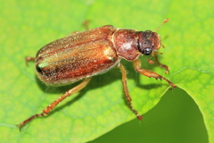 Dichelonyx subvittata