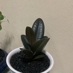 Ficus elastica