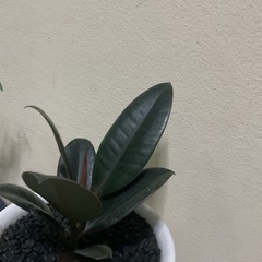 Ficus elastica