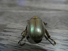 Pelidnota virescens