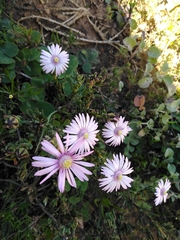 Lampranthus leptaleon