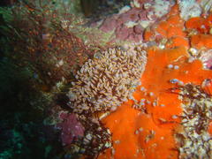 Ochlesis lenticulosus