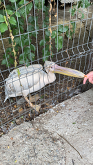 Pelecanus onocrotalus