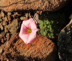 Oxalis convexula