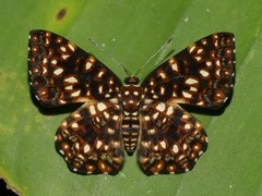Calydna charila