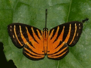 Fire-banded Metalmark