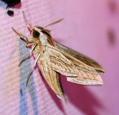 Theretra monteironis