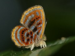 Sarota gyas