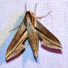 Theretra monteironis