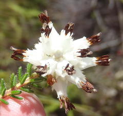 Erica stylaris