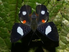 Cyrenia martia