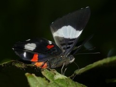 Cyrenia martia