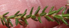 Erica stylaris
