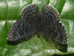 Exoplisia cadmeis